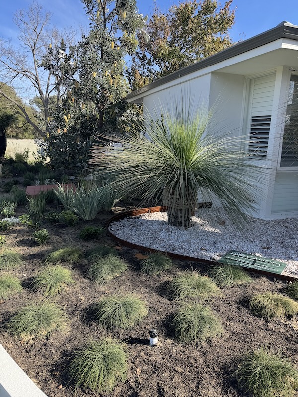Feature garden bed with white river stones and a feature grasstree in Mosman Park